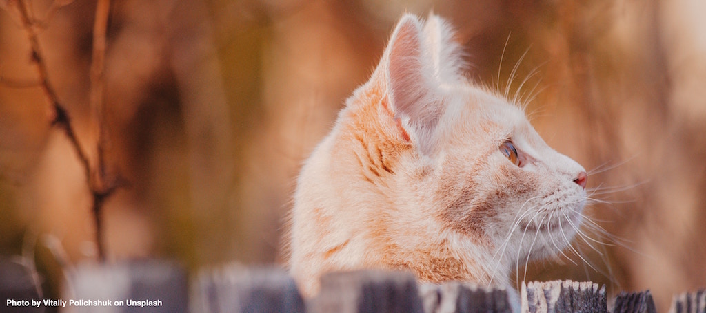 Motivation: Wo gibt’s diese Katzenleckerlis?