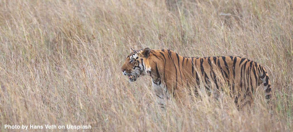 Agile Mindset Pilot-Workshop zu verschenken – ohne Tiger.